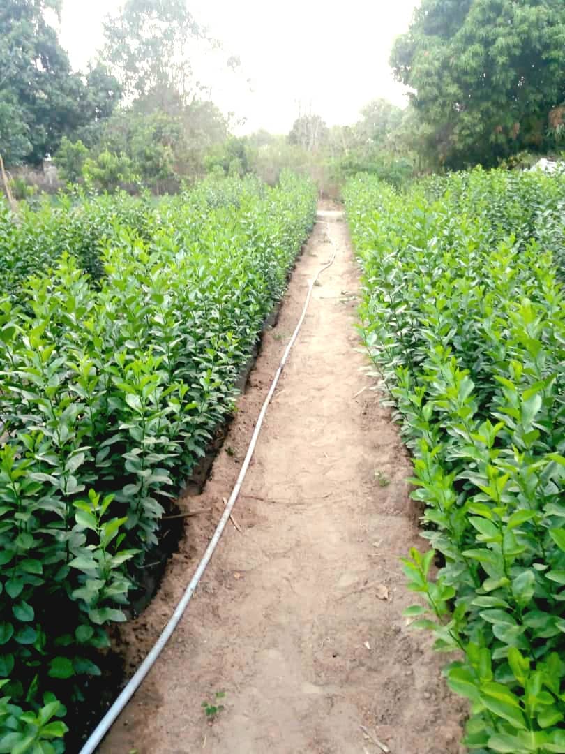 Citrus seedling rows in production