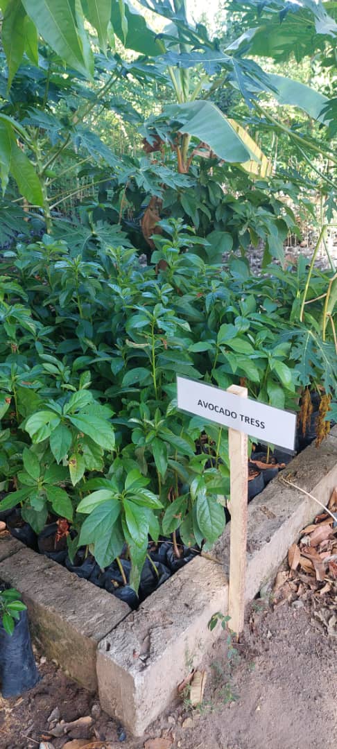 Avocado seedling block