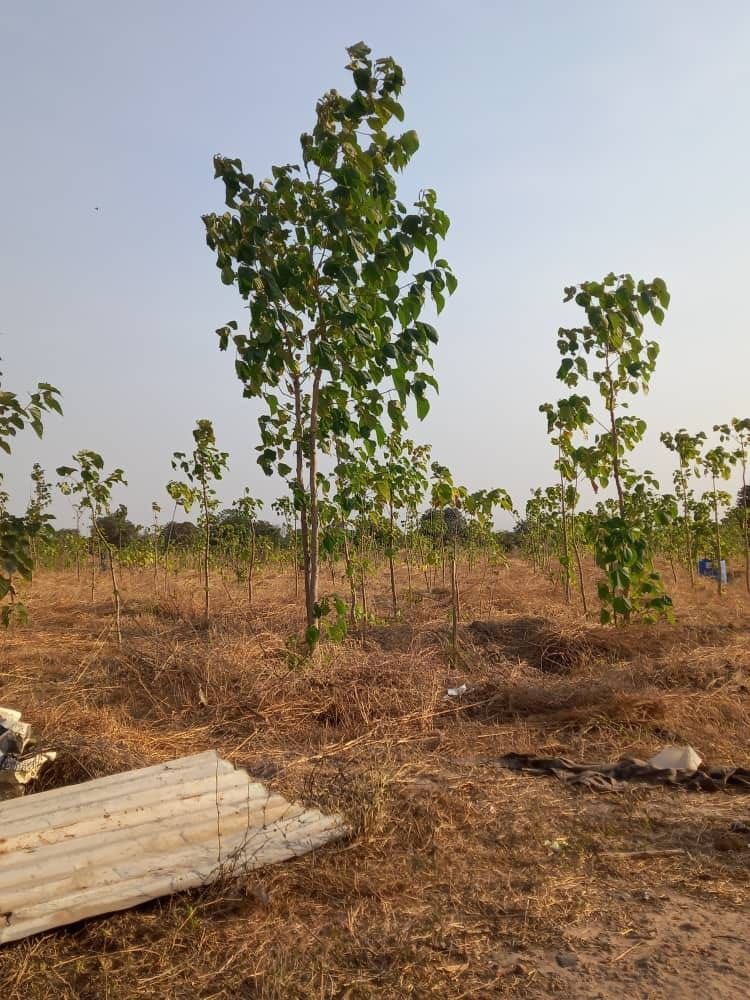 Young plantation trees in the dry season