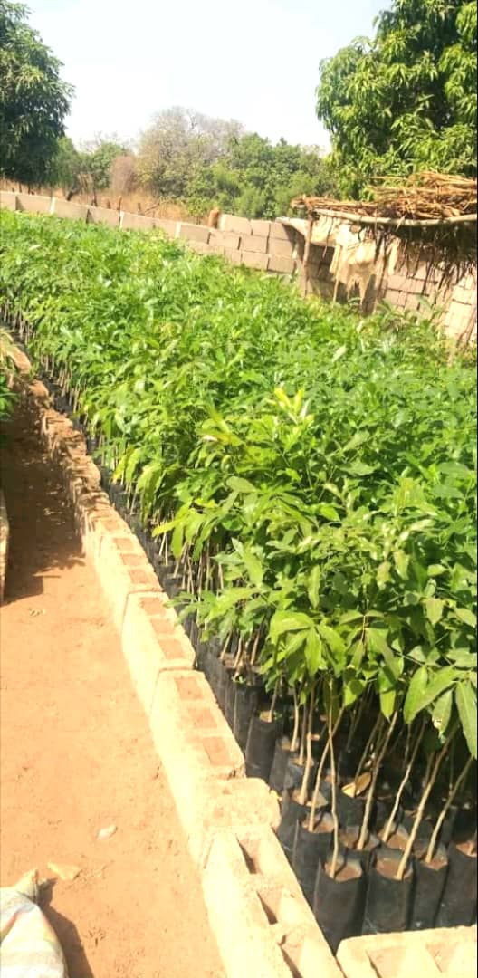 Potted seedlings lined for dispatch