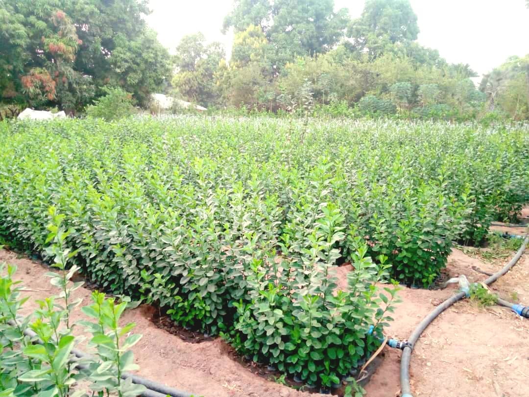 Nursery field at full growth