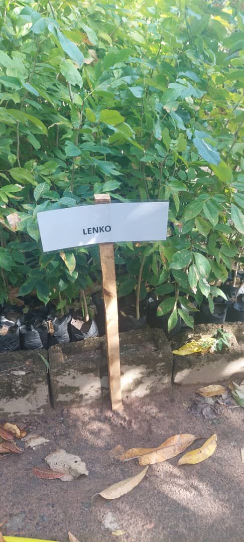Lenko seedlings ready for collection