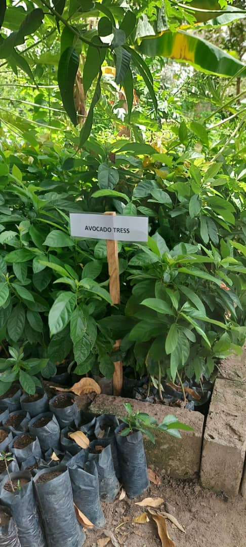 Avocado seedlings ready for transplanting