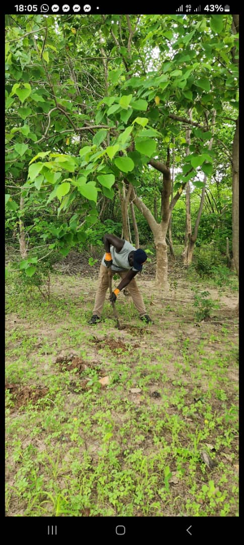 Preparing planting pits in the woodland
