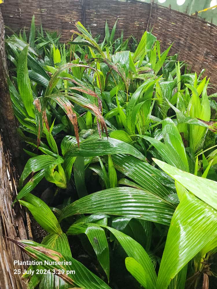 Young coconut palms under shade