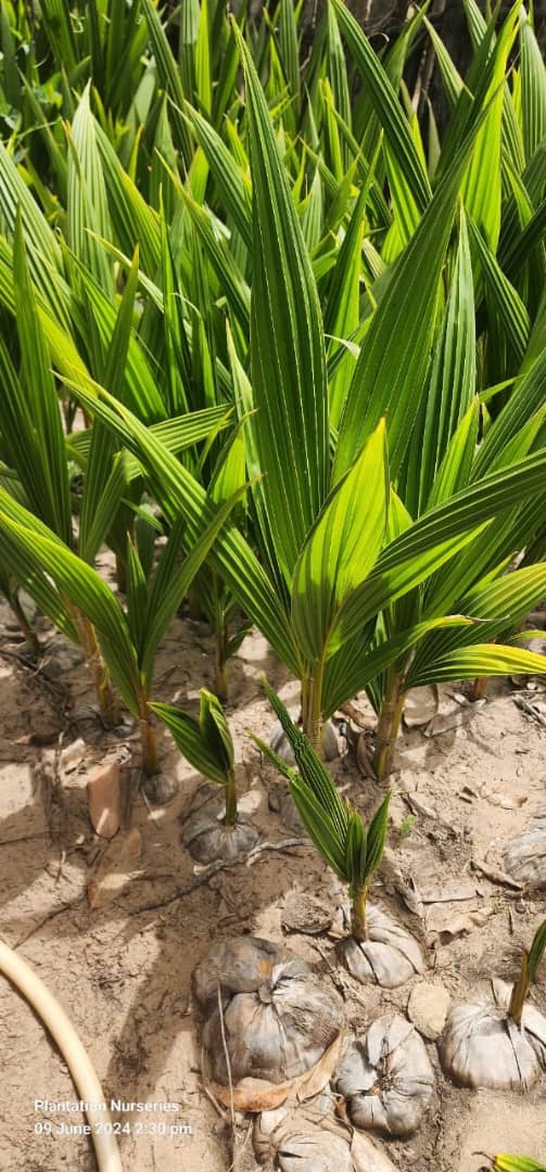 Young coconut palms taking root