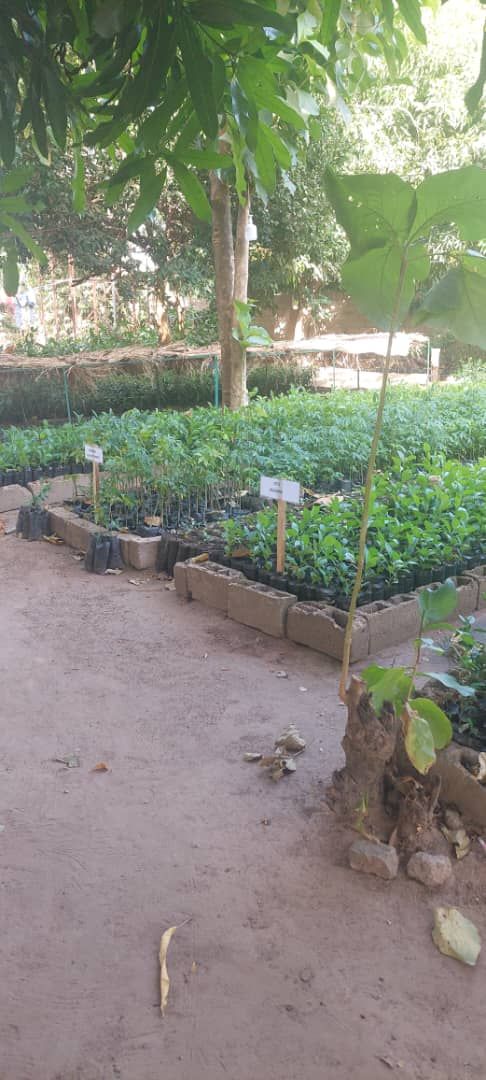 Labelled seedling beds under shade trees