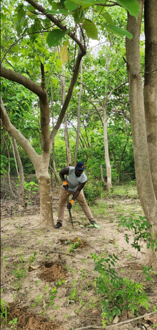 Field planting under mature trees