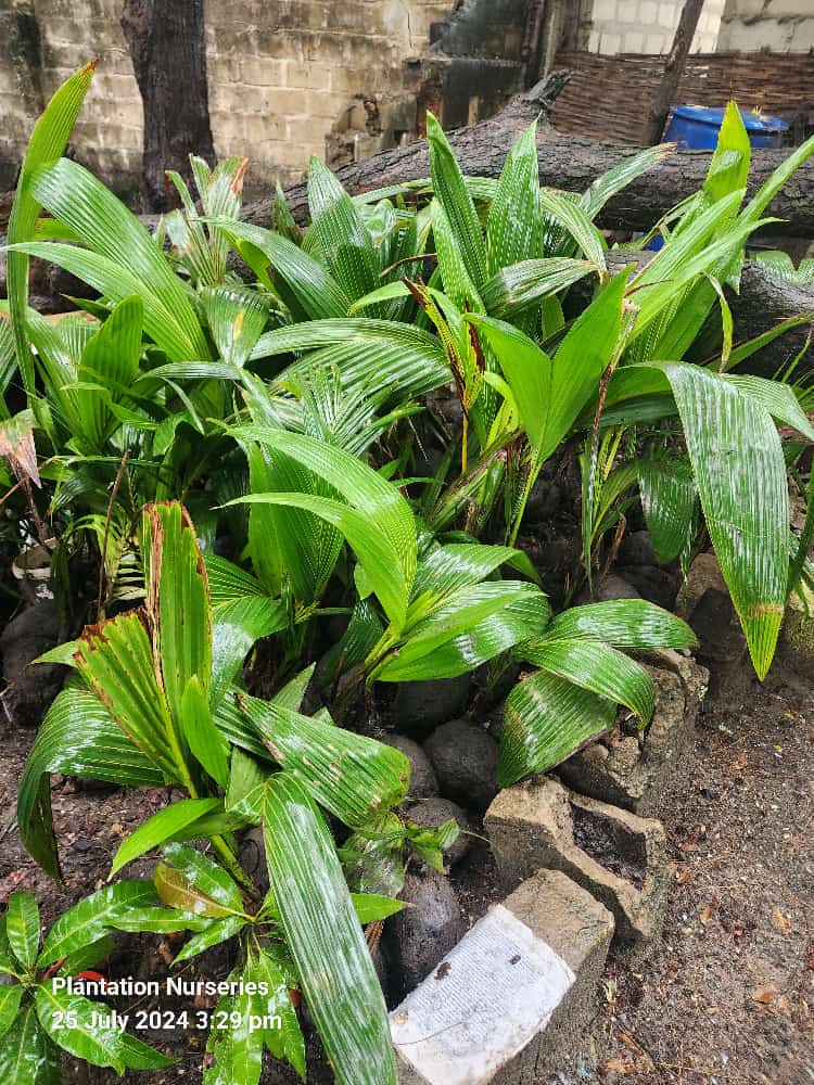 Coconut palm seedlings after rain