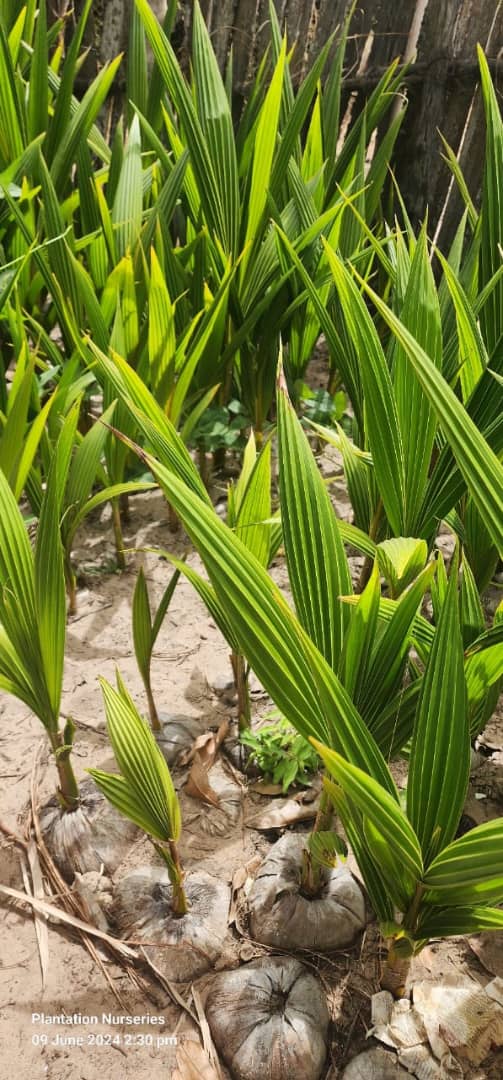Coconut sprouts in the seedbed
