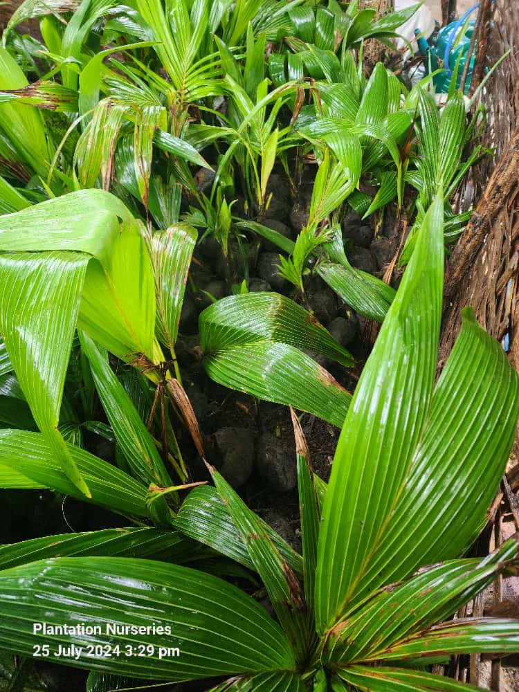 Germinating coconuts in nursery rows