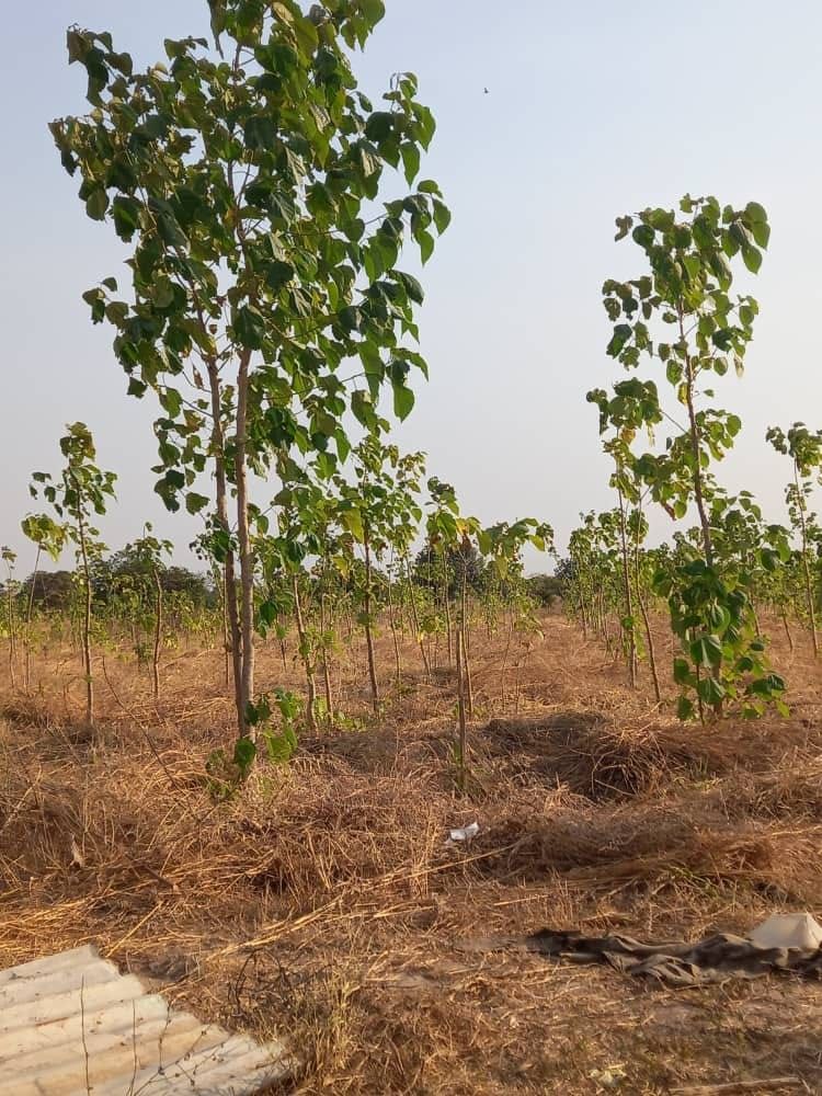 Established woodlot with steady canopy growth