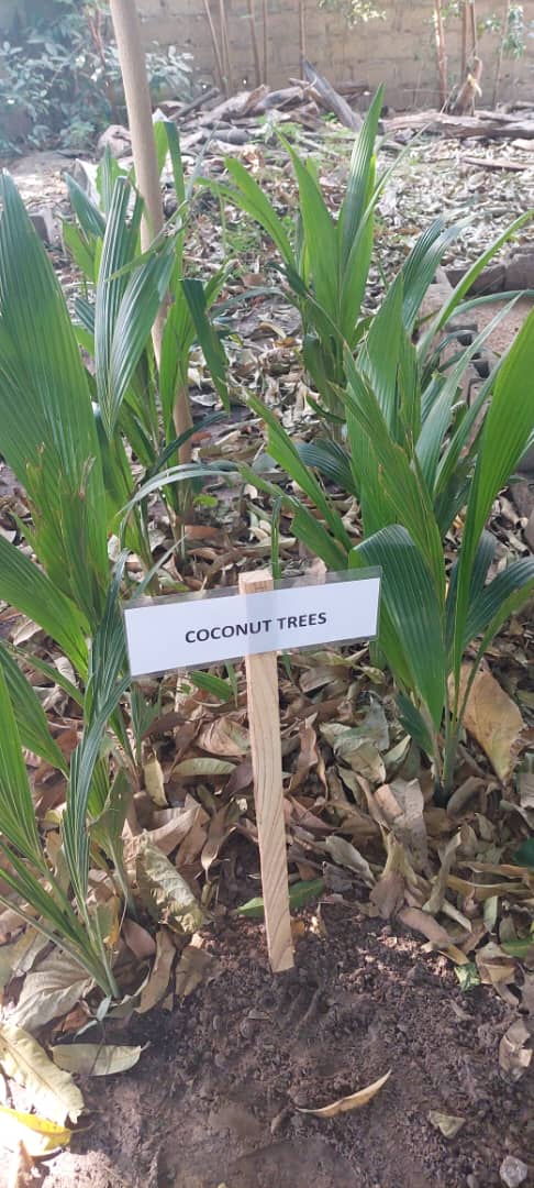 Coconut palm seedling beds