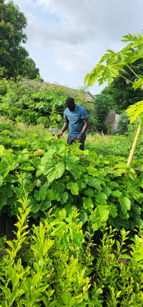 Tending seedlings on the nursery slope