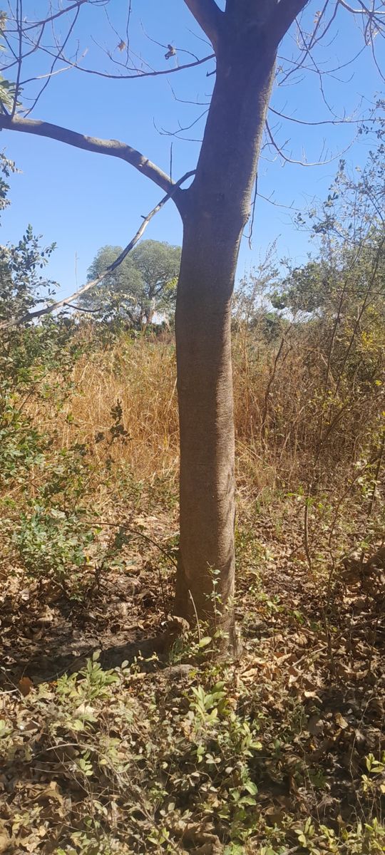 Mature stem in a regenerating woodland