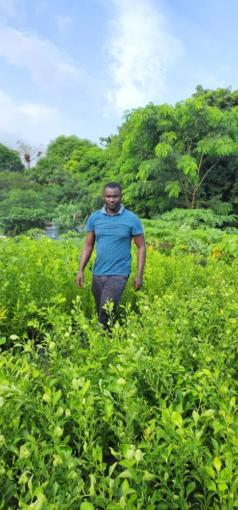 Walking the citrus beds