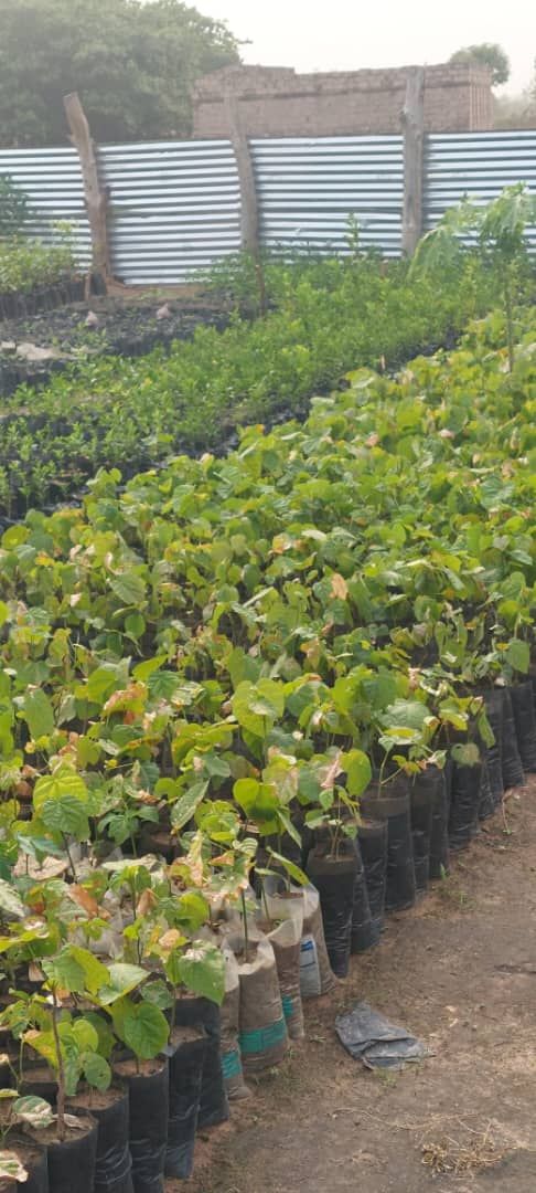 Rows of potted seedlings at the nursery